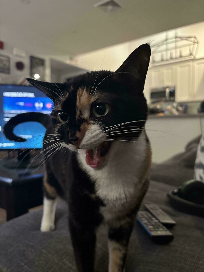 A calico cat with mouth open as if meowing, standing on a couch in a cozy living room, showing cats who can’t keep meows.