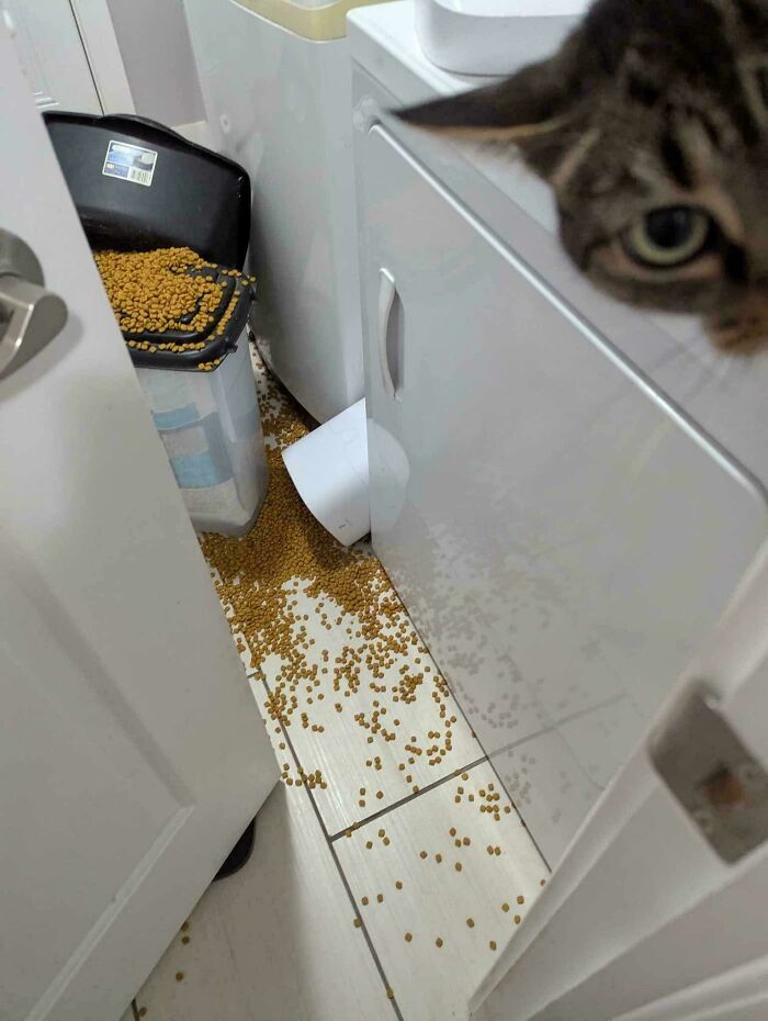 Cat looks over spilled pet food on the floor, container tipped over.