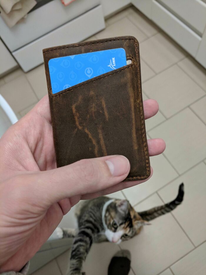 A hand holding a leather wallet with a blue card visible, and a curious cat in the background, highlighting things.