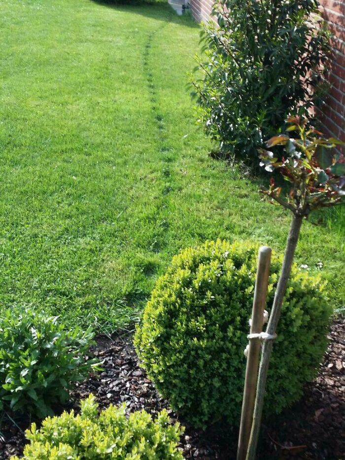 A worn path in the grass next to a hedge, illustrating time versus things in garden maintenance.