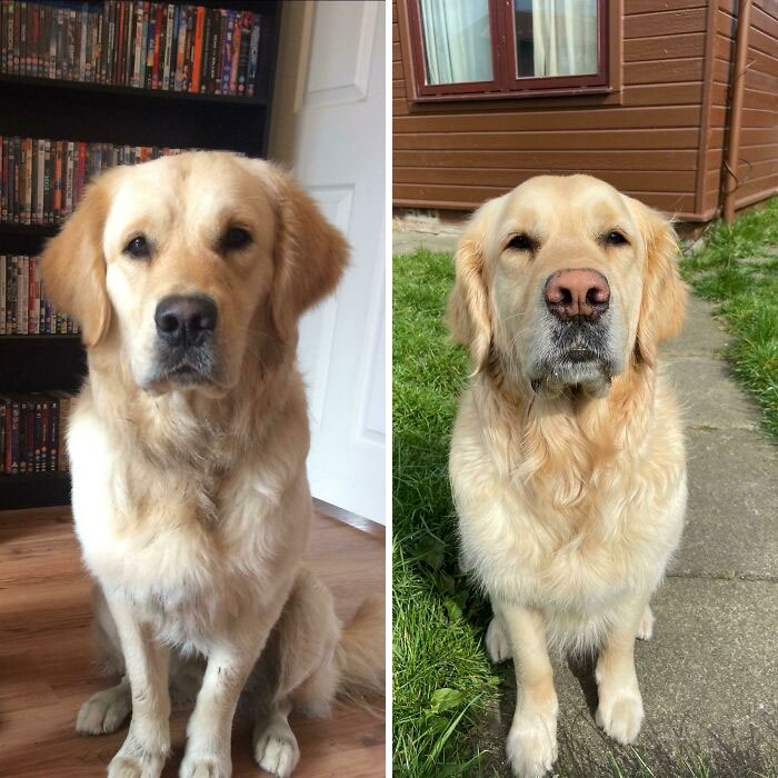Golden retriever showing changes over time, indoors and outdoors.
