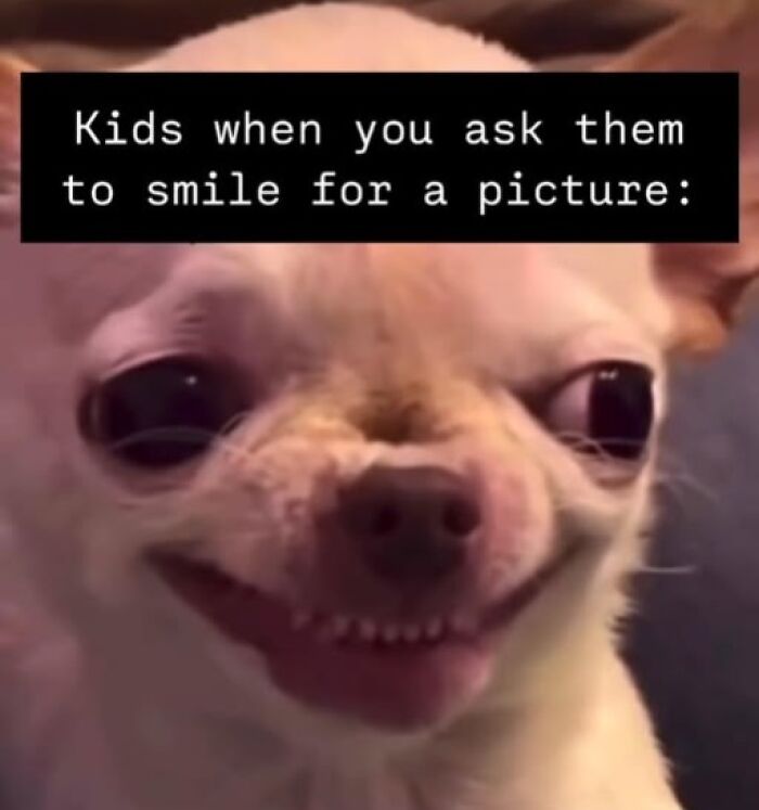 Chihuahua with a humorous expression, captioned about kids’ smiles, capturing the essence of parenting memes.