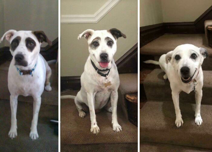 Dog aging over time on stairs, showcasing changes in its appearance.
