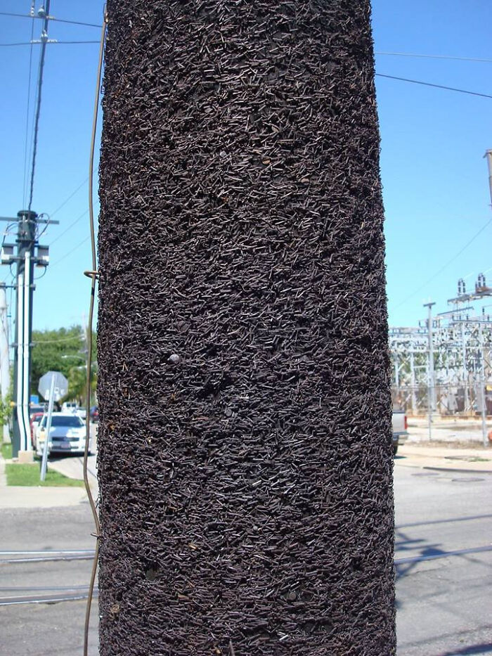 Utility pole covered in nails, showcasing the impact of time on things in an urban environment.