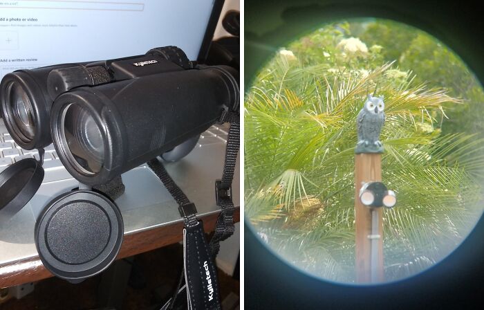 Binoculars next to a computer, observing an owl statue, symbolizing Digital Detox.