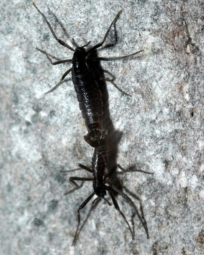Two earwigs climbing on a rock surface.