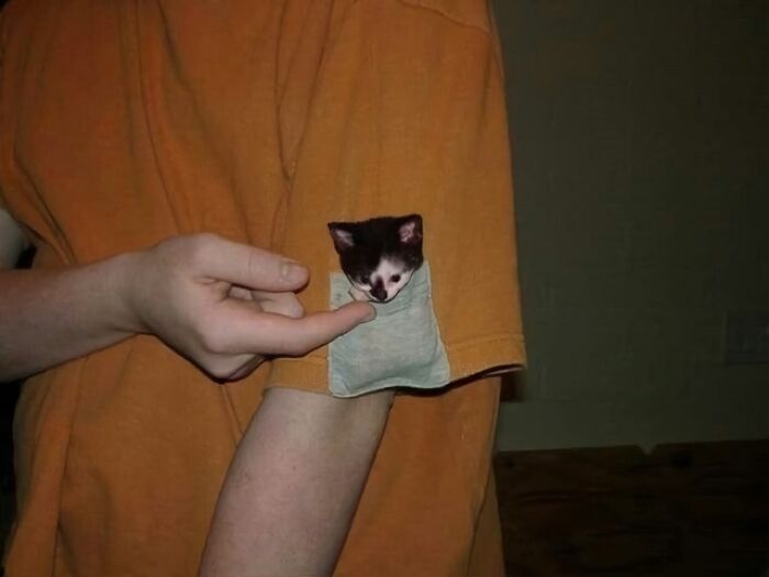 Kitten peeking out of a shirt pocket, creating a funny and random moment.