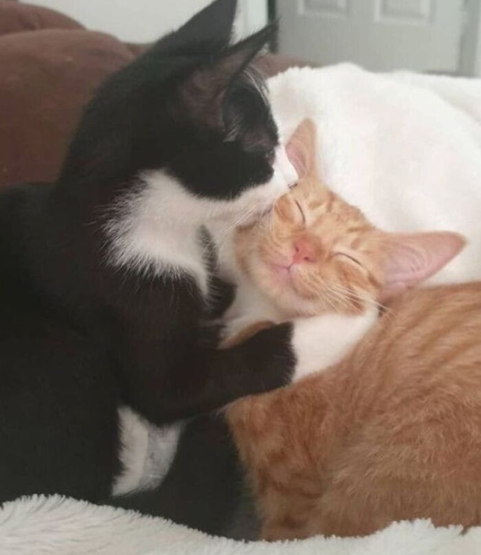 Two cats cuddling, a black-and-white cat nuzzling a content orange cat, showcasing a funny moment.
