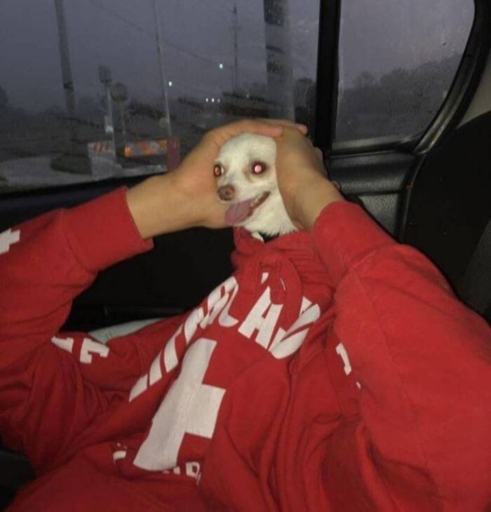 Person holding a tiny dog's head in a funny way, creating a humorous random photo in a car.