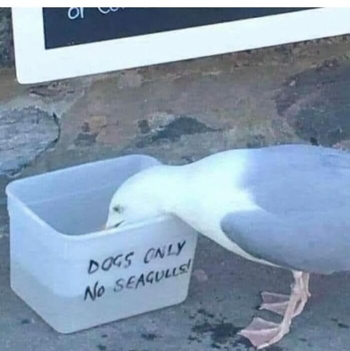 Seagull drinking from a container labeled "Dogs Only, No Seagulls," displaying random humor.