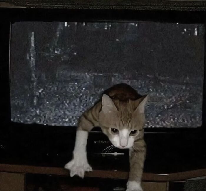 Cat humorously crawling out of a TV screen, creating a funny and unexpected scene.