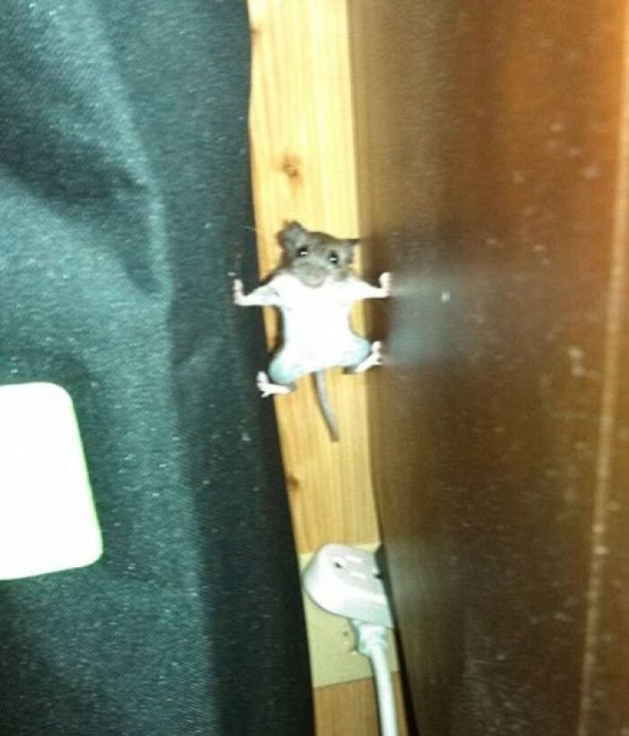Mouse hilariously wedged between wall and furniture, creating a funny scene.