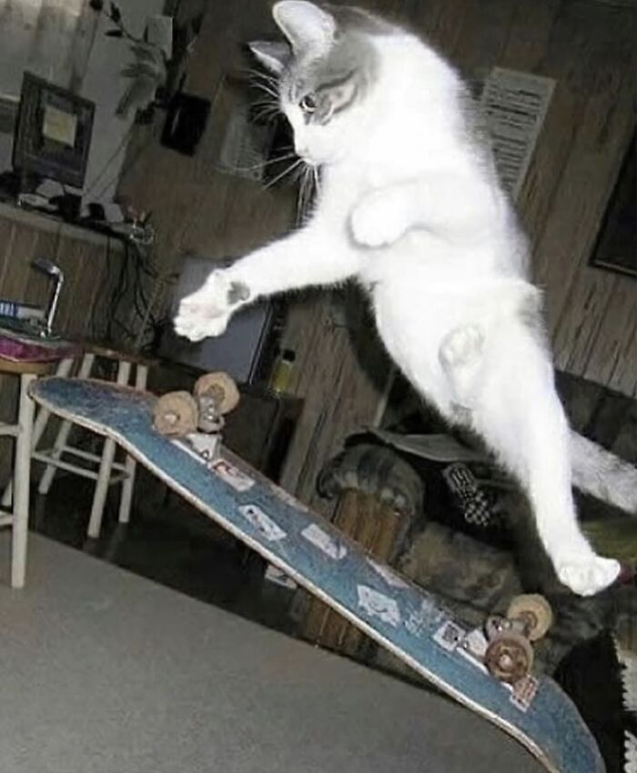 Cat humorously jumping over a skateboard indoors.