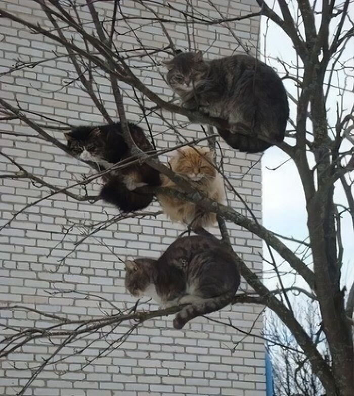 Cats perched on tree branches, creating a funny and random scene against a brick wall backdrop.