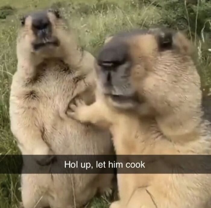 Two funny marmots with one touching the other, surrounded by grass, captioned "Hol up, let him cook."