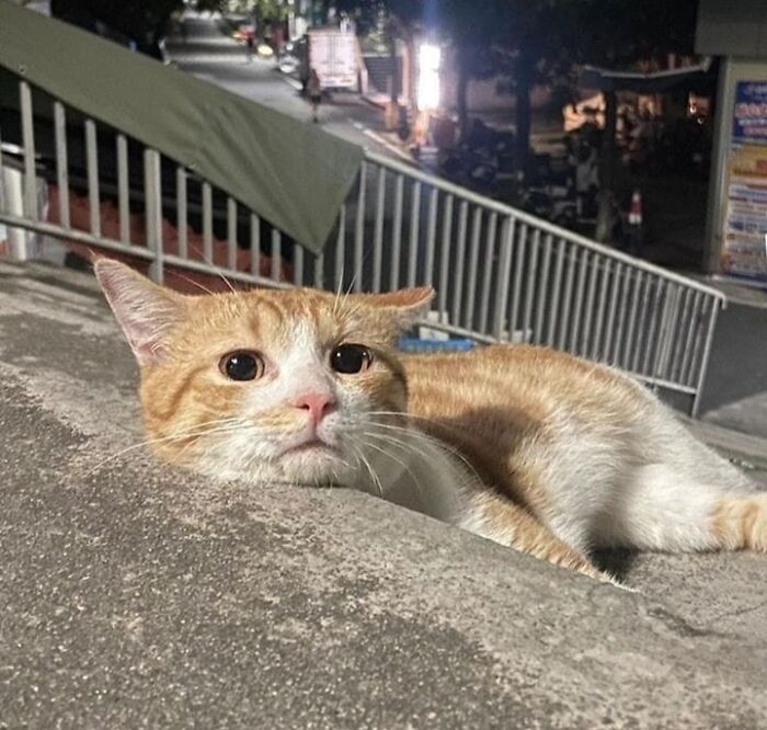 A cat lying on a ledge at night, appearing content and curious, showcasing random humor.