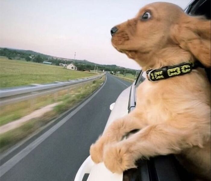 Funny puppy with wide eyes leaning out of a car window on a road trip.