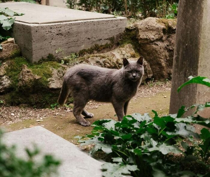 Gray cat standing in a cemetery surrounded by greenery.