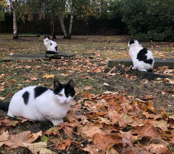 Cute cemetery cats sitting among autumn leaves and gravestones.