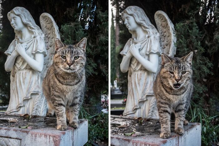 Two cute cemetery cats sit on a stone ledge, in front of an angel statue, surrounded by greenery.