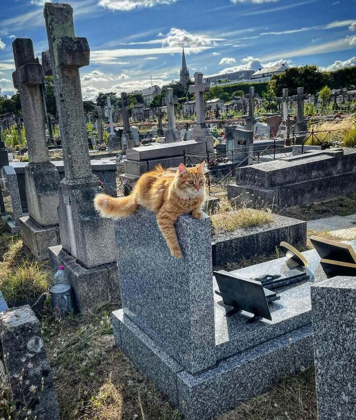 Cute cemetery cats lounging on a gravestone under a bright blue sky, surrounded by other stone markers.