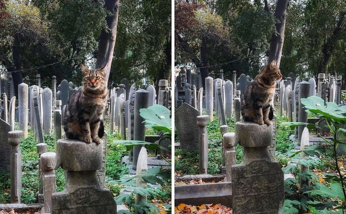 Cute cemetery cats perched on gravestones surrounded by lush greenery.