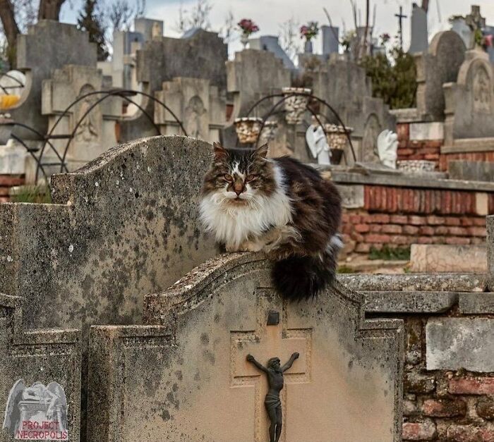 Fluffy cat sitting on a weathered tombstone in a picturesque cemetery.