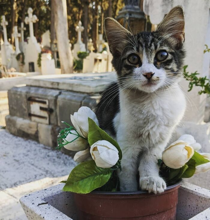 Cute cemetery cat sitting in a flower pot, surrounded by gravestones in a serene setting.