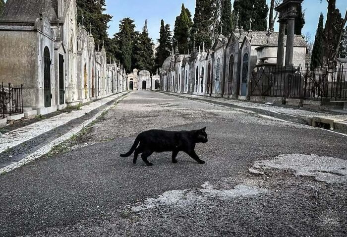 Black cat walking through a cemetery lined with tombs and trees.
