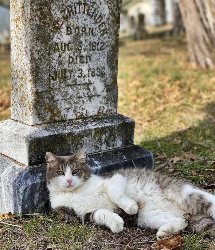 Fluffy cat lounging by a weathered cemetery headstone, epitomizing cute cemetery cats in a serene graveyard setting.