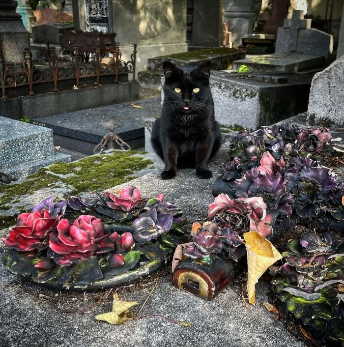 Black cat sitting in a cemetery among colorful flowers.