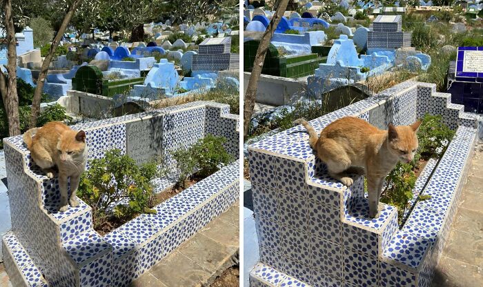 Cute cats perched on mosaic-tiled graves in a peaceful cemetery setting.