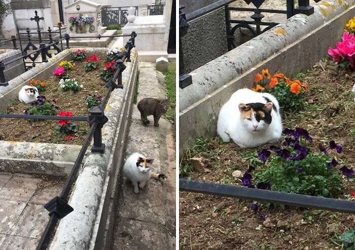 Cute cemetery cats sitting among colorful flowers on grave plots.