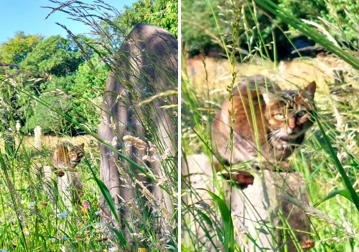 Cute cemetery cats sitting among tombstones in a grassy, sunlit cemetery setting.