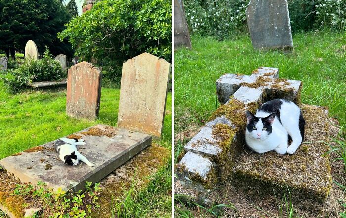 Cute cemetery cats lounging on mossy gravestones in a peaceful graveyard setting.