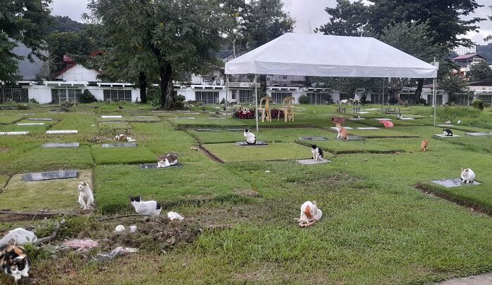 Cute cemetery cats sitting on gravestones, surrounded by grass, under a white canopy in a peaceful setting.