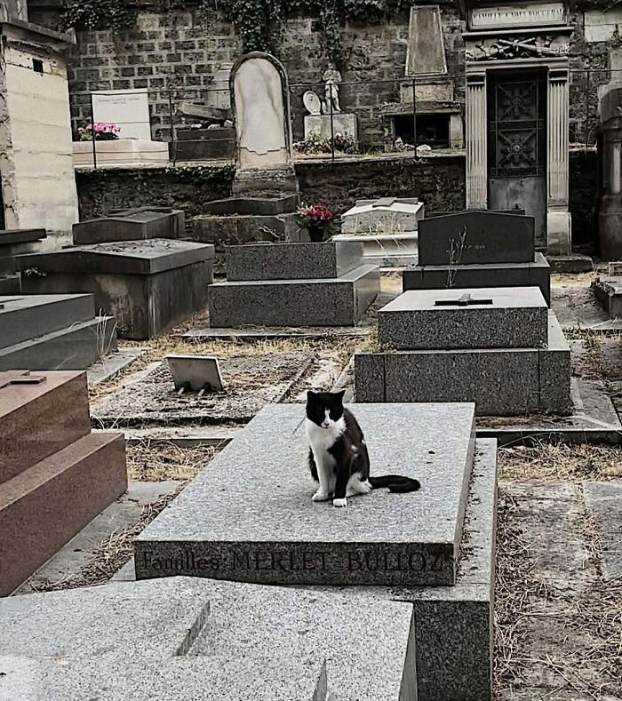 A cute cat sitting on a tombstone in a cemetery.