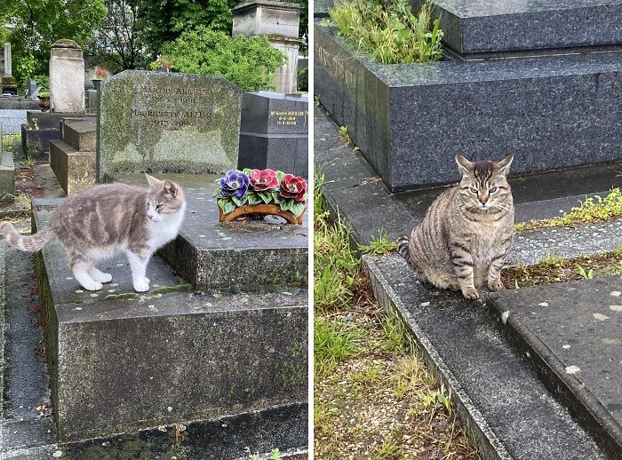 Cute cats sitting on cemetery tombstones amidst flowers and greenery.
