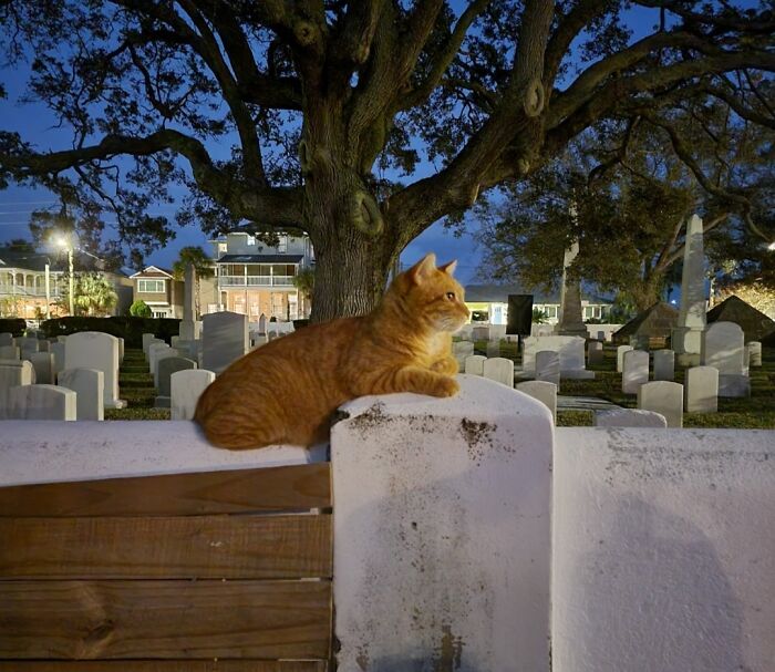 Orange cat resting on a cemetery wall at dusk, surrounded by gravestones and trees.