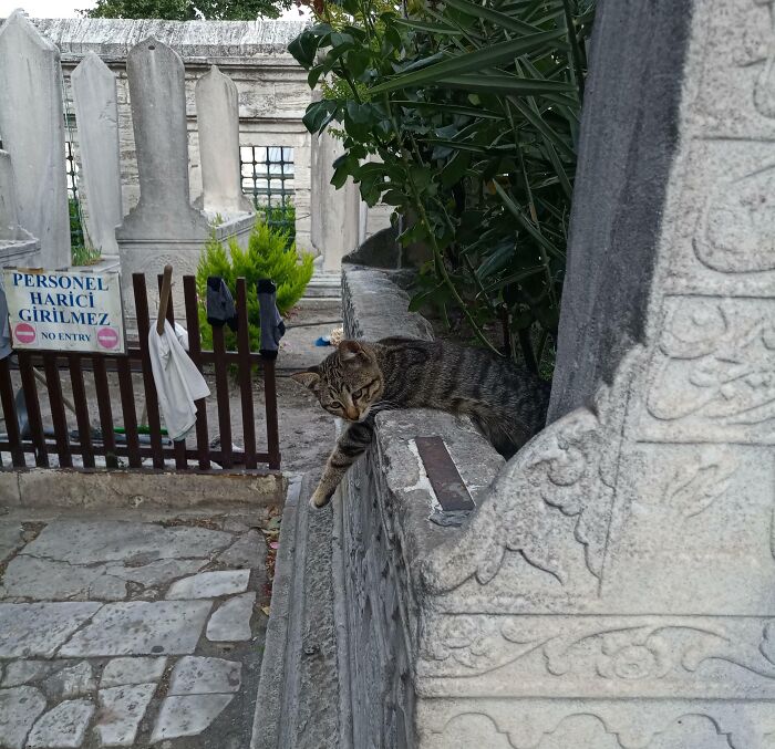 Tabby cat lounging on a stone wall in a cemetery, near a "No Entry" sign.