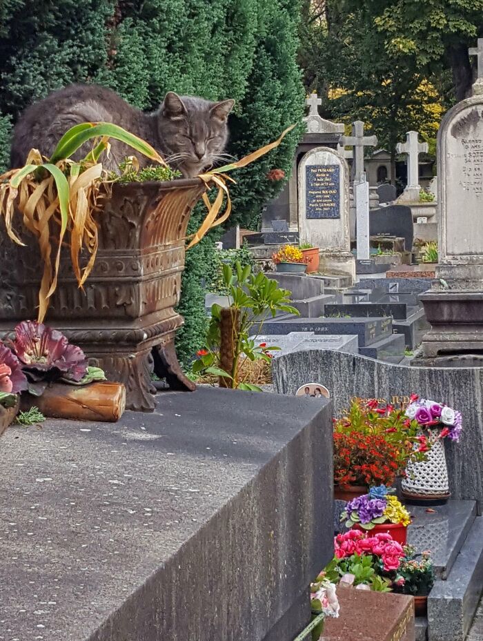 Cute cemetery cat napping on a planter among tombstones, surrounded by colorful flowers in a serene setting.