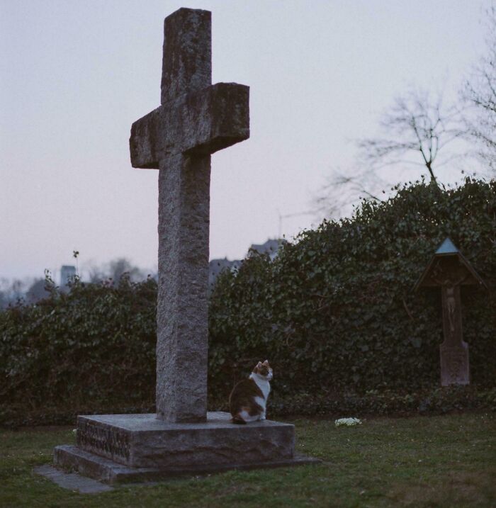 A cute cat sitting beside a large cross in a cemetery with ivy-covered walls.