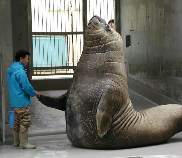 Man in blue jacket holding the flipper of a scarily big sea lion inside a concrete enclosure, showing extreme size contrast.