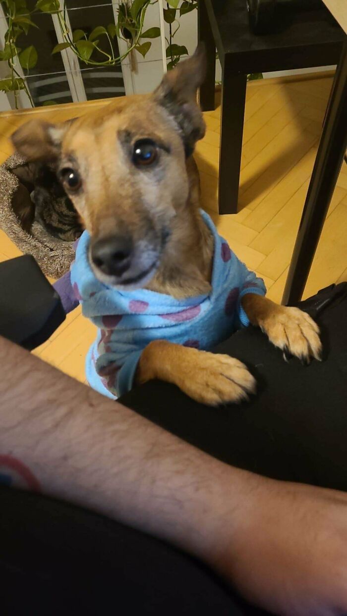 A dog wearing a blue polka dot sweater stands with its paws on a person's leg, looking curious.