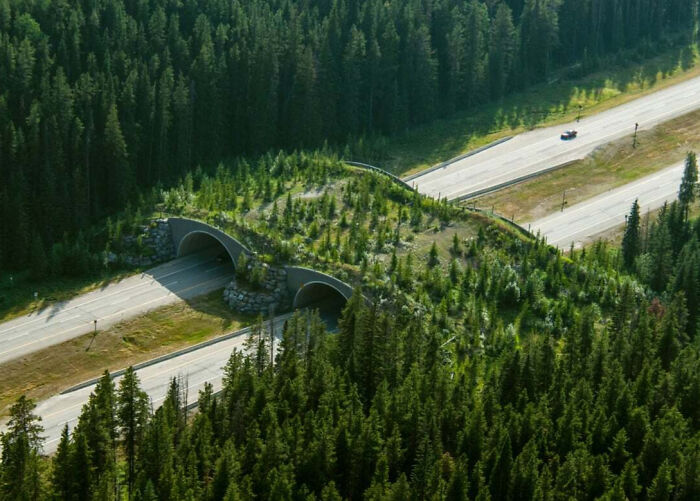 Wildlife overpass covered with trees and greenery crossing a highway surrounded by dense forest in Canada.