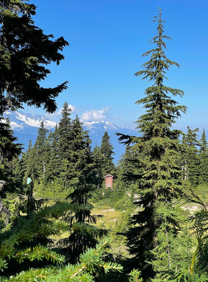 Scenic Canadian forest view with evergreen trees and mountains under a clear blue sky.
