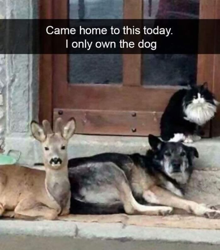 A funny meme featuring a dog, a cat, and a deer lounging on a doorstep.