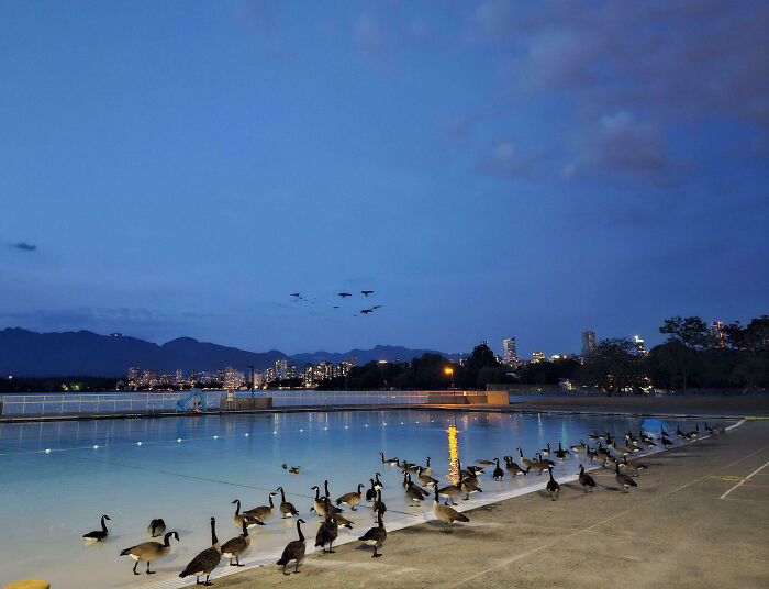 Canada geese gathered by a pool at dusk, with city skyline and mountains in the background.