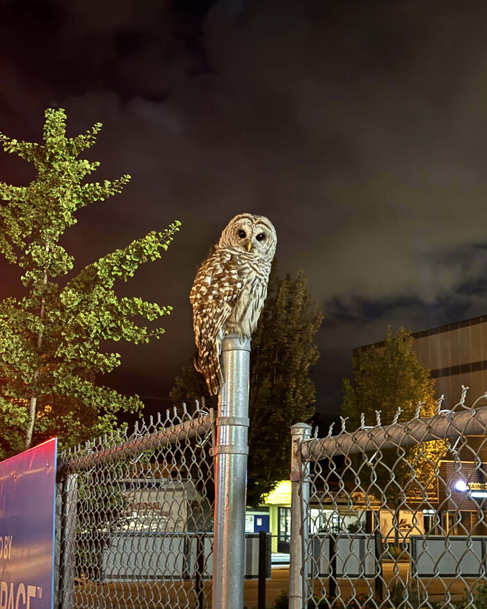 Owl perched on a metal fence post at night, showcasing one of the unique things that only happen in Canada.