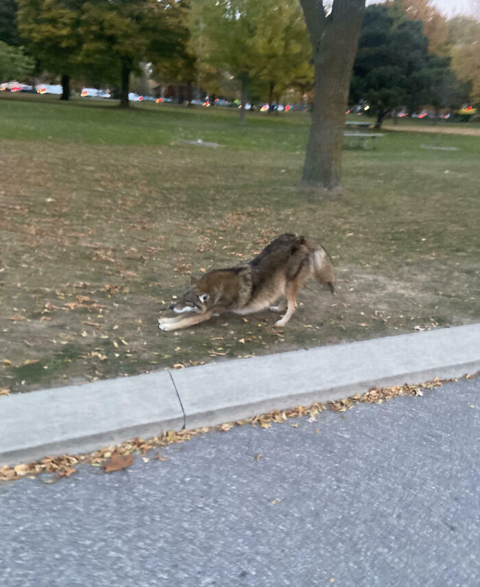 Wild coyote stretching on a grassy park area in Canada near a sidewalk.